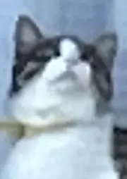 マルの画像