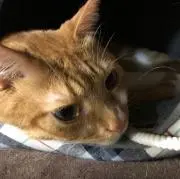 ぴーさぽ