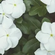 はっちゃんの画像