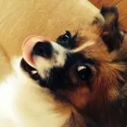 アムアムの画像