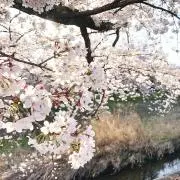 Sの画像