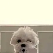 cの画像