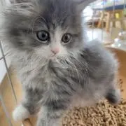 桃の画像