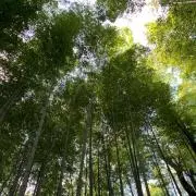 うさぎの画像