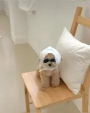 チョンの画像