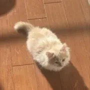 プリン