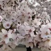YK★S(プロフ必読)の画像