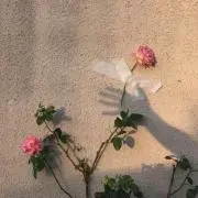 1126の画像