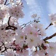 ゆっこの画像