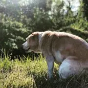 でんきマン
