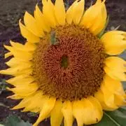 ラプンツェル