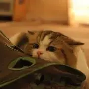 MIMIの画像