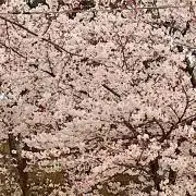 ちらーみぃ