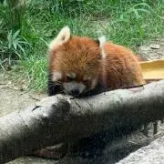 たむす