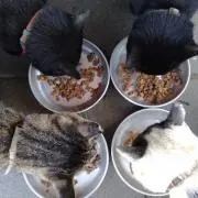 保護ねこ食堂店長の画像