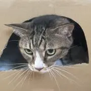 ぎんちゃんの画像