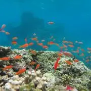 R꙳✧の画像