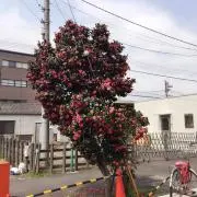 桃ちゃん