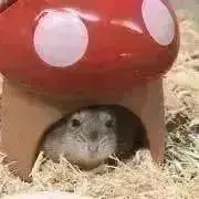 とととの画像