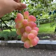 Y農園の画像
