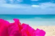 ＳＥＡＢＬＯＳＳＯＭ♡の画像