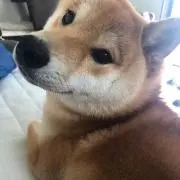 Aya