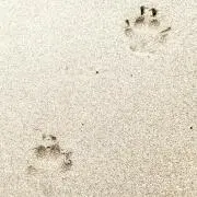 とぼの画像