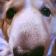 aiの画像
