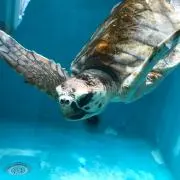 アクア