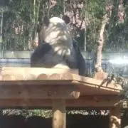 こんにゃくの画像