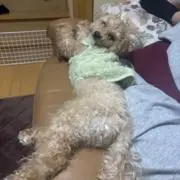 あぬの画像