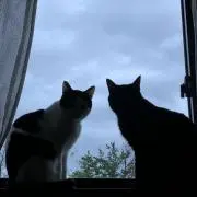 みゆ