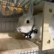 きのこ帝国議会の画像