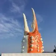 杏の画像