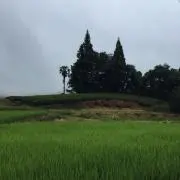 くろまる
