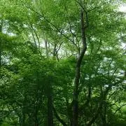 さときの画像