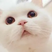 さくらこの画像