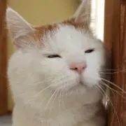 にゃんさんの画像