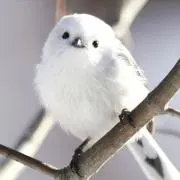 鬼燈