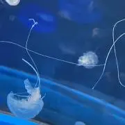 みの画像