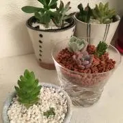 のーあの画像