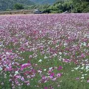 naonaoの画像