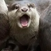 あじの画像