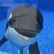 ブルーレッド⚠️プロフ読んでね⚠️の画像