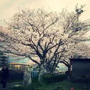 Lily217の画像
