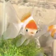 まるもち本舗☆の画像