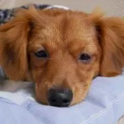ringo