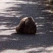あんぱんの画像