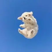 すーの画像