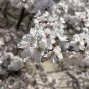 なごみの画像